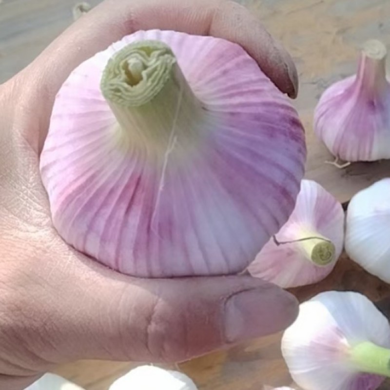 邳州红帽蒜苔，主供市场电商