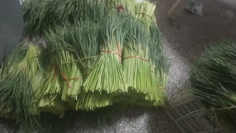 邳州红帽蒜苔，主供市场电商