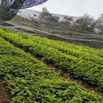 山野菜大叶芹，请提前联系预订