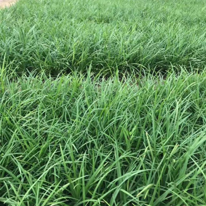 麦冬