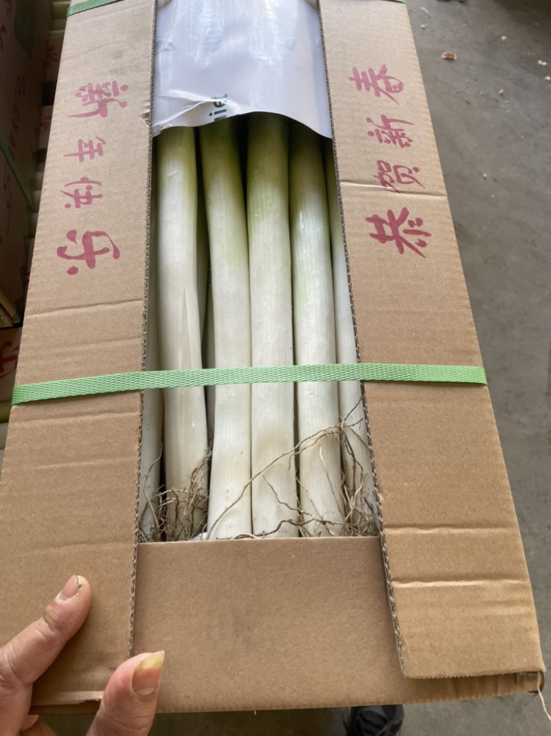 漳浦大葱