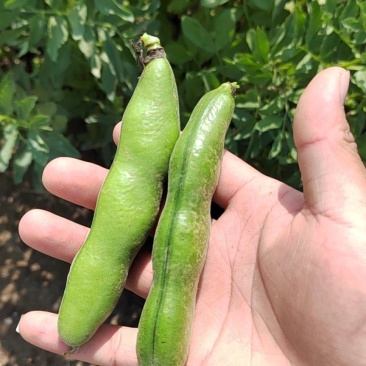 蚕豆节大量上市,有需要的联系。量大从优。都是每天现采的