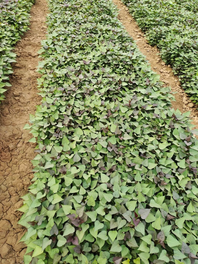 红薯苗种植基地，龙薯九西瓜红等红薯苗欢迎新老客户前来采购