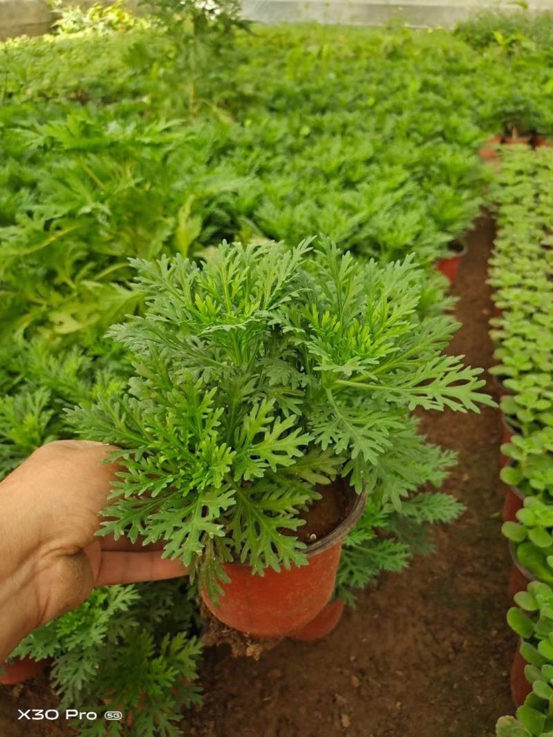 玛格丽特