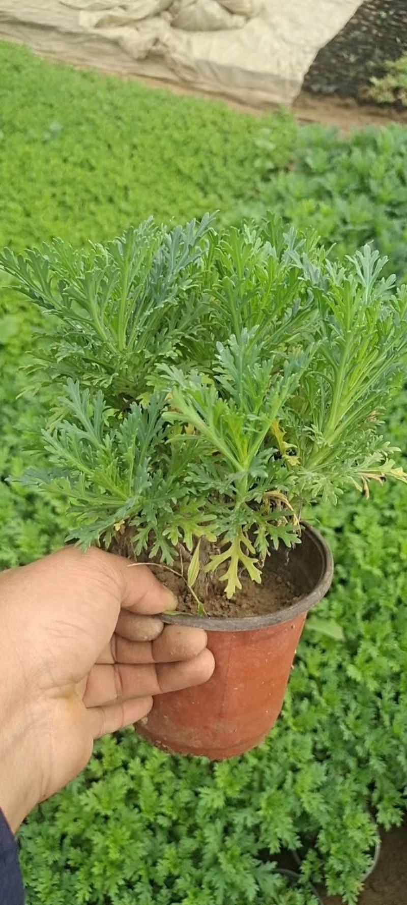 玛格丽特