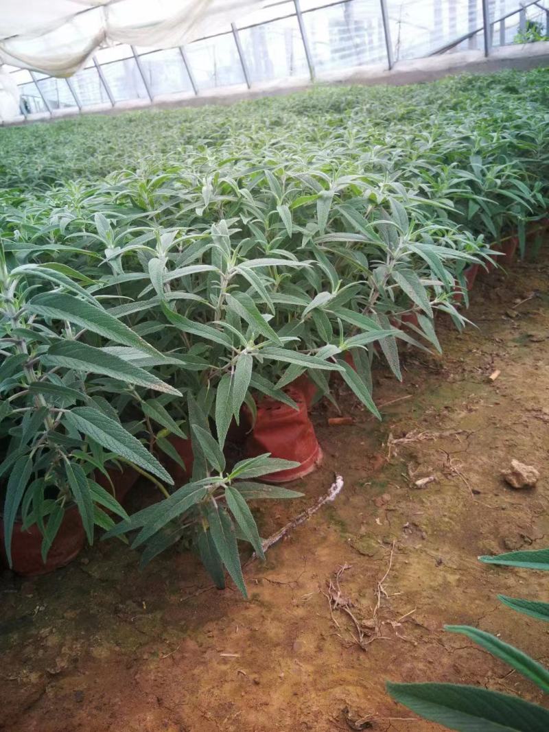 墨西哥鼠尾草