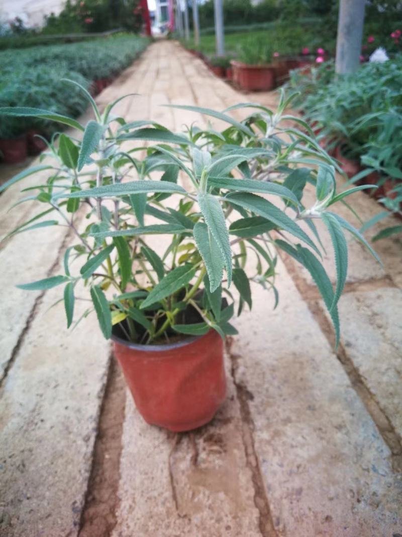 墨西哥鼠尾草