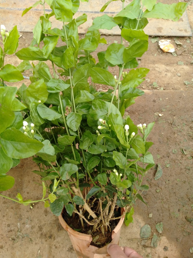 重瓣茉莉花盆栽浓香型室内绿植花卉盆景驱蚊驱虫四季开花好养