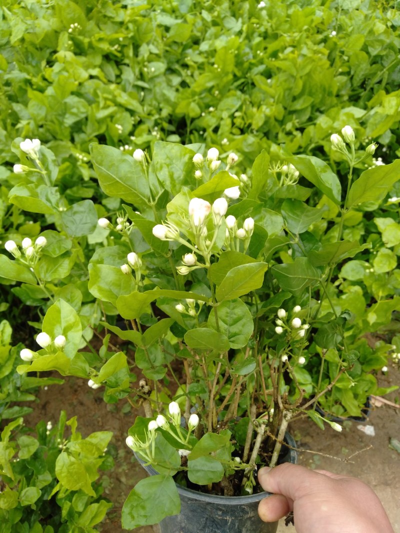 重瓣茉莉花盆栽浓香型室内绿植花卉盆景驱蚊驱虫四季开花好养