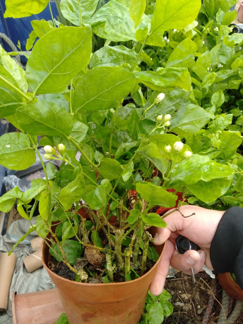 重瓣茉莉花盆栽浓香型室内绿植花卉盆景驱蚊驱虫四季开花好养