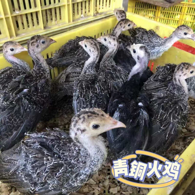优质火鸡苗厂家直销量大优惠全国可发货