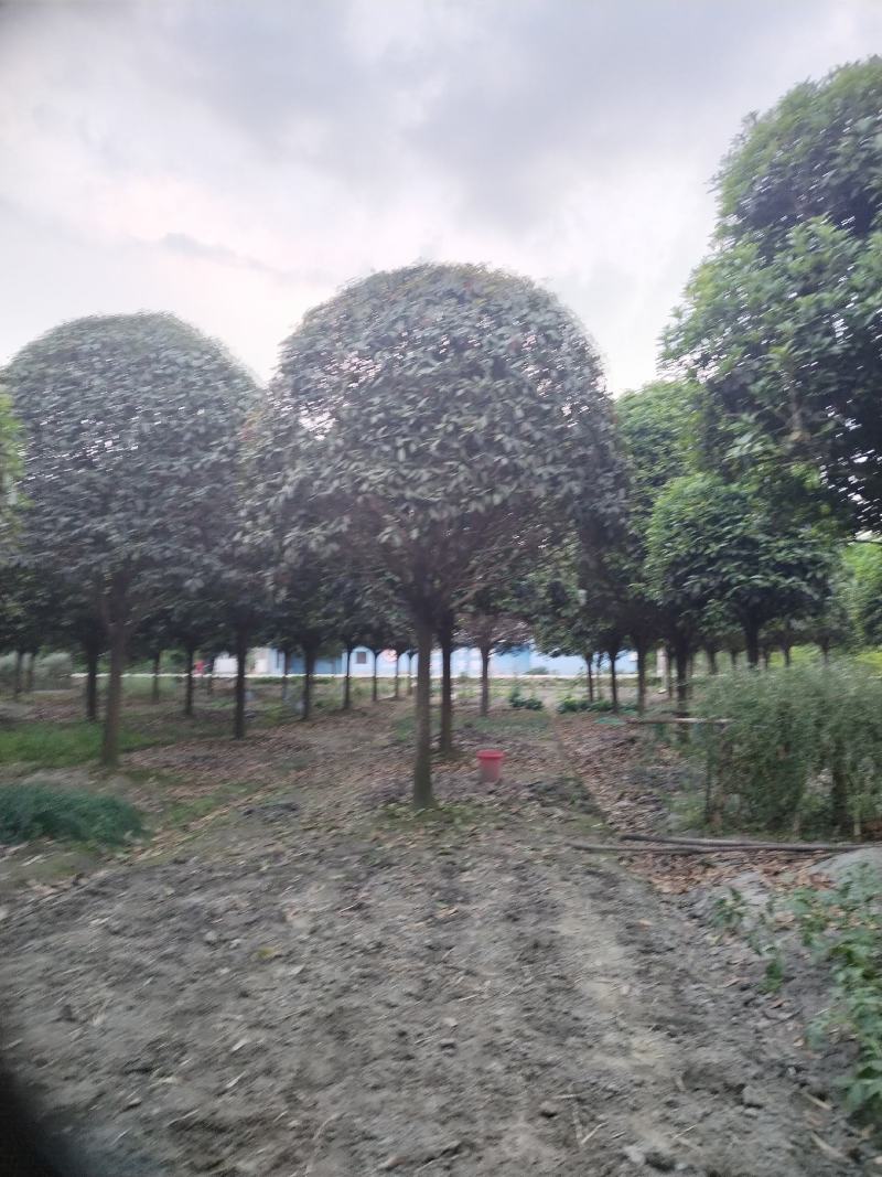 榉树