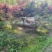 榉树