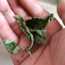 烘干薄荷叶