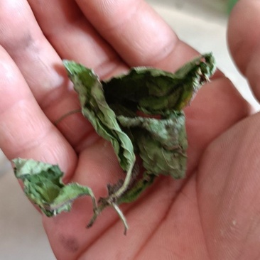 烘干薄荷叶