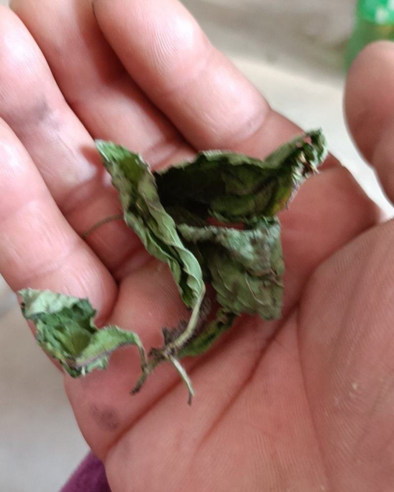 烘干薄荷叶