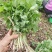 山野菜大叶芹随行就市一手货源上门取货量大优惠