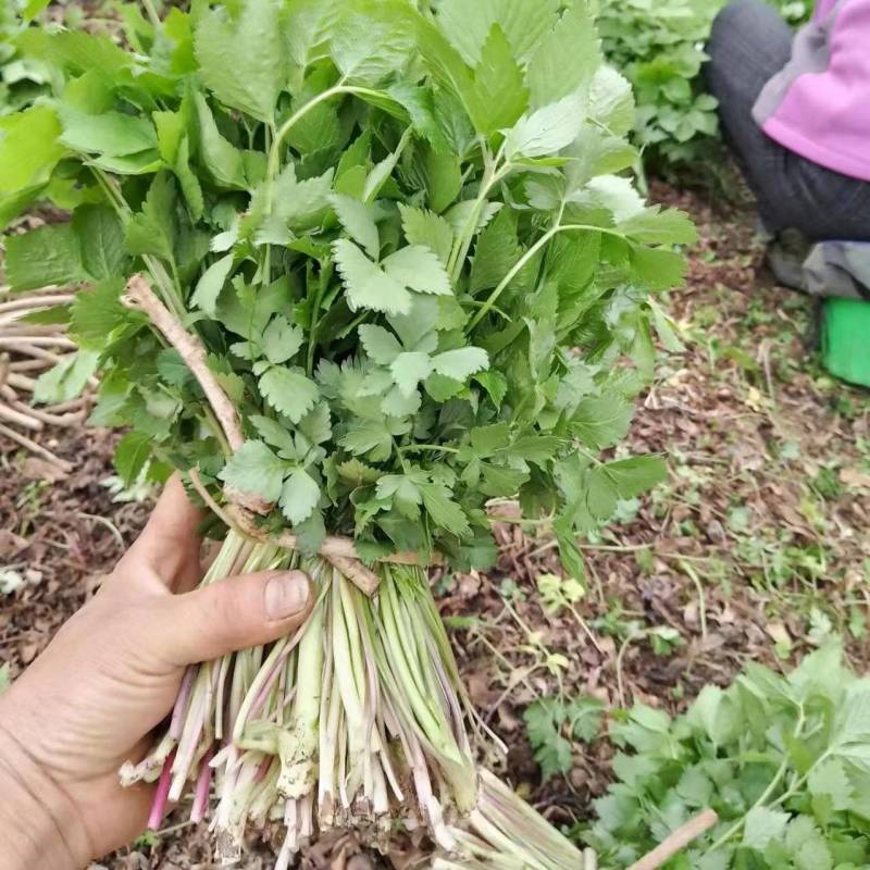 山野菜大叶芹随行就市一手货源上门取货量大优惠