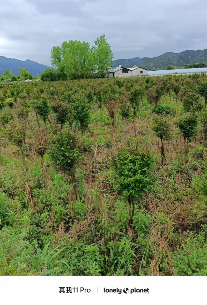 量大可谈价，4-5公分紫薇退林处理