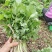 山野菜大叶芹随行就市一手货源上门取货量大优惠