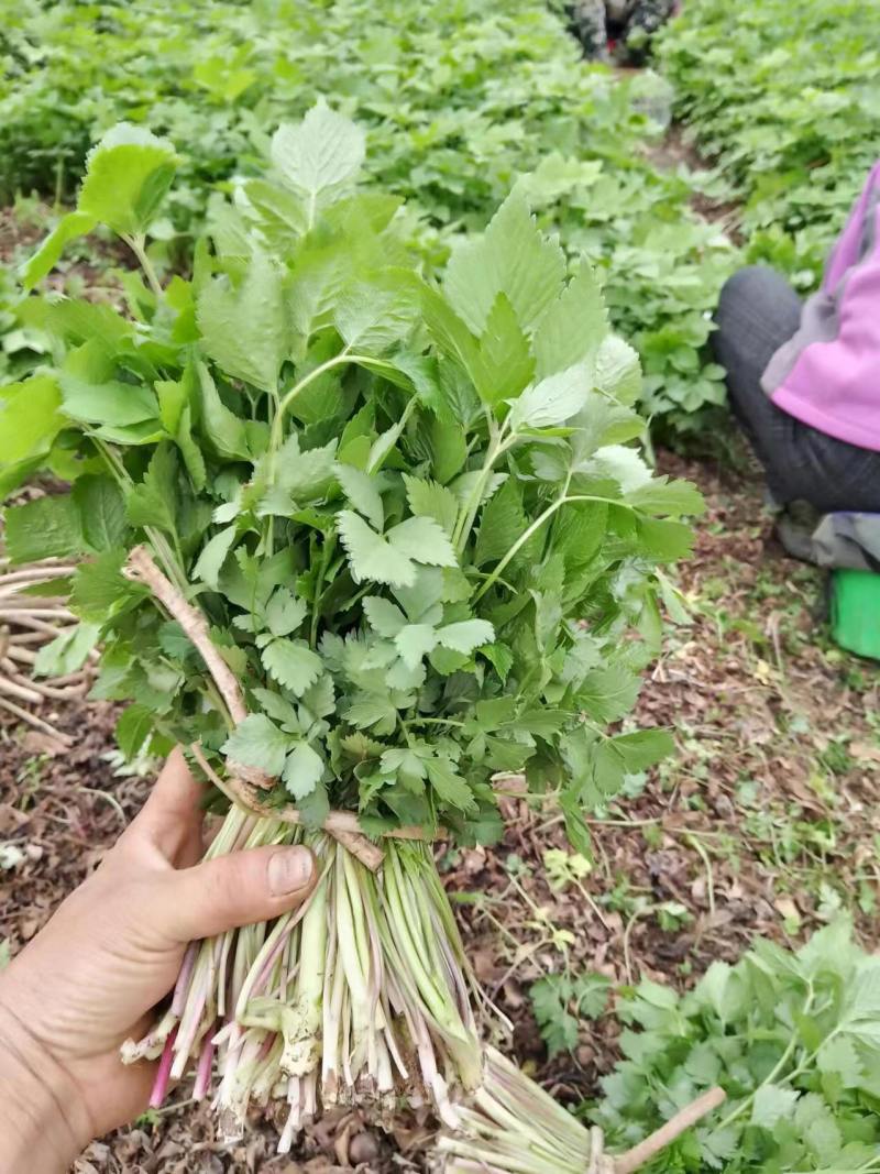山野菜大叶芹随行就市一手货源上门取货量大优惠