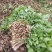 山野菜大叶芹随行就市一手货源上门取货量大优惠