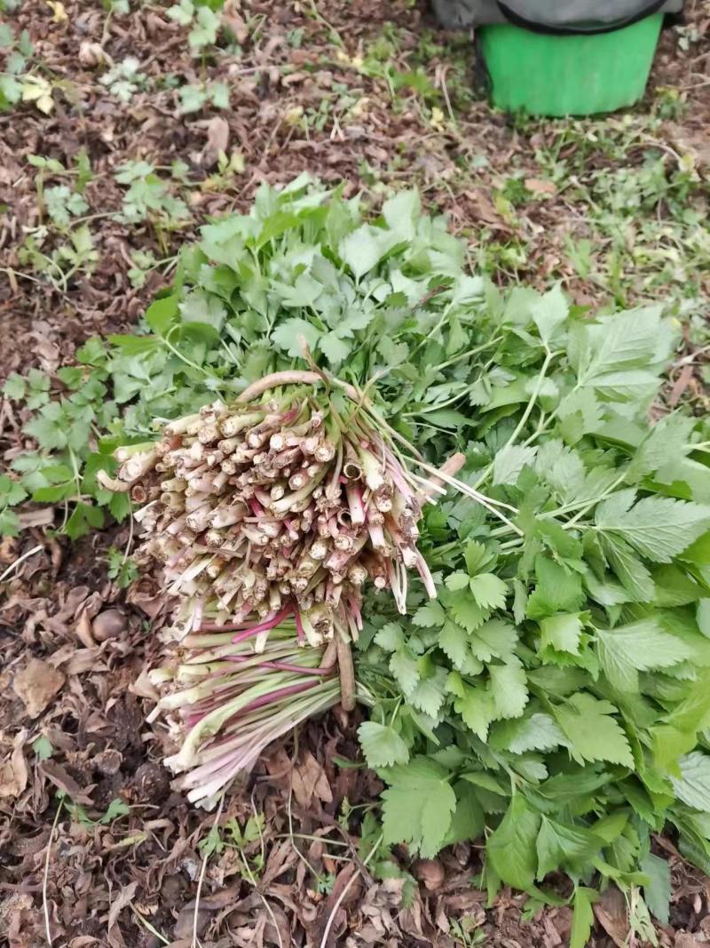 山野菜大叶芹随行就市一手货源上门取货量大优惠