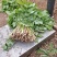 山野菜大叶芹随行就市一手货源上门取货量大优惠