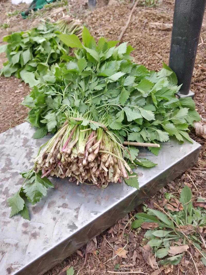 山野菜大叶芹随行就市一手货源上门取货量大优惠