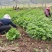 山野菜大叶芹随行就市一手货源上门取货量大优惠