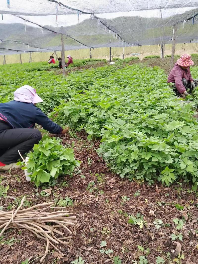 山野菜大叶芹随行就市一手货源上门取货量大优惠