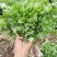 山野菜大叶芹随行就市一手货源上门取货量大优惠