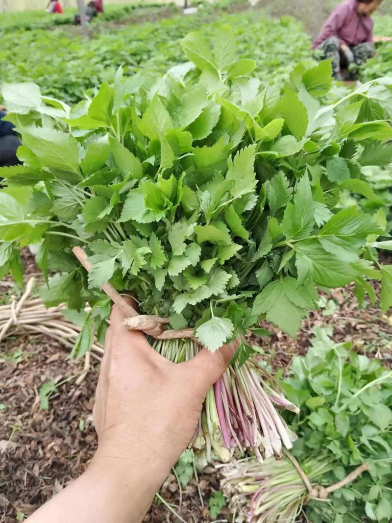 山野菜大叶芹随行就市一手货源上门取货量大优惠