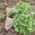 山野菜大叶芹随行就市一手货源上门取货量大优惠
