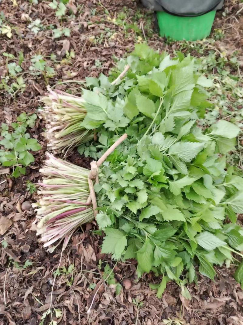 山野菜大叶芹随行就市一手货源上门取货量大优惠
