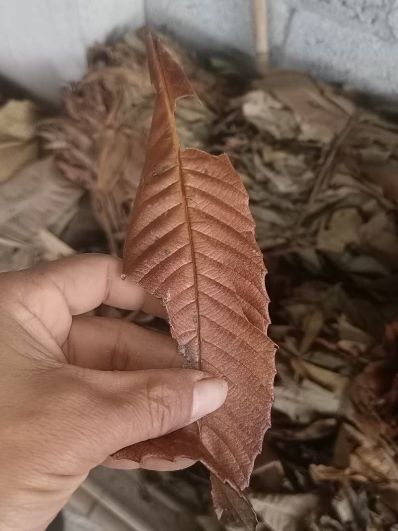 枇杷