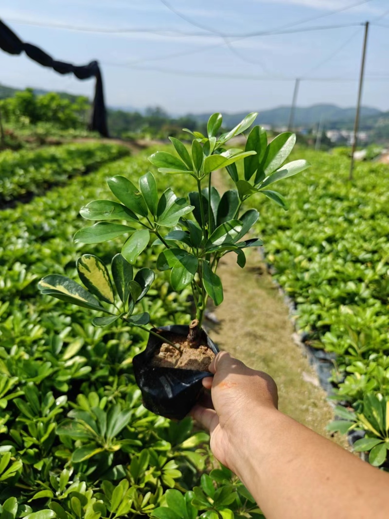 花叶鹅掌柴