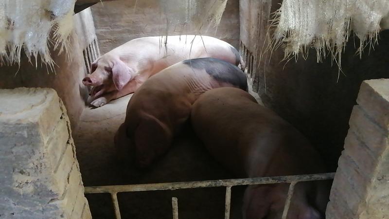 一年以上活猪土猪粮食猪体重200到600斤
