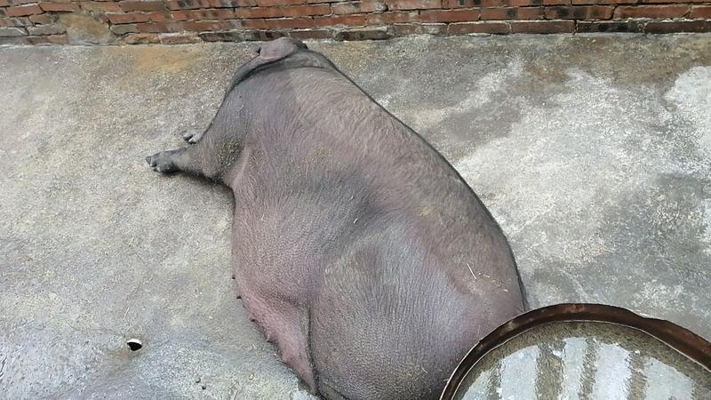 一年以上活猪土猪粮食猪体重200到600斤