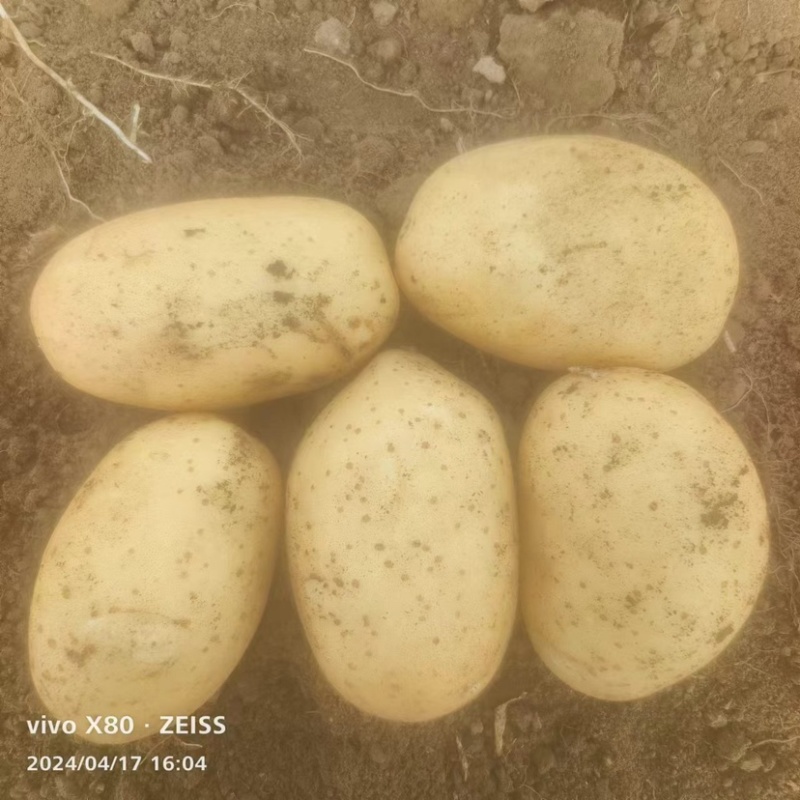 精品土豆