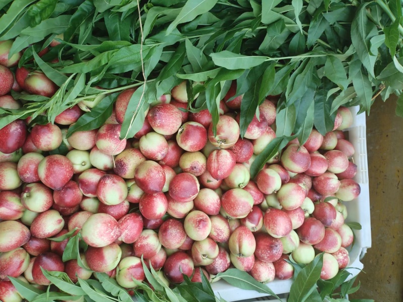 云南高原油桃