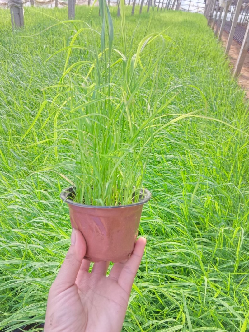 芦苇基地直销常年供应各种绿化苗木