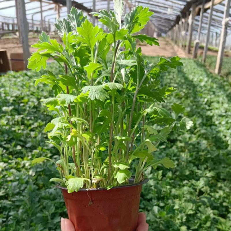 地被菊，基地直销，常年供应各种绿化苗木。