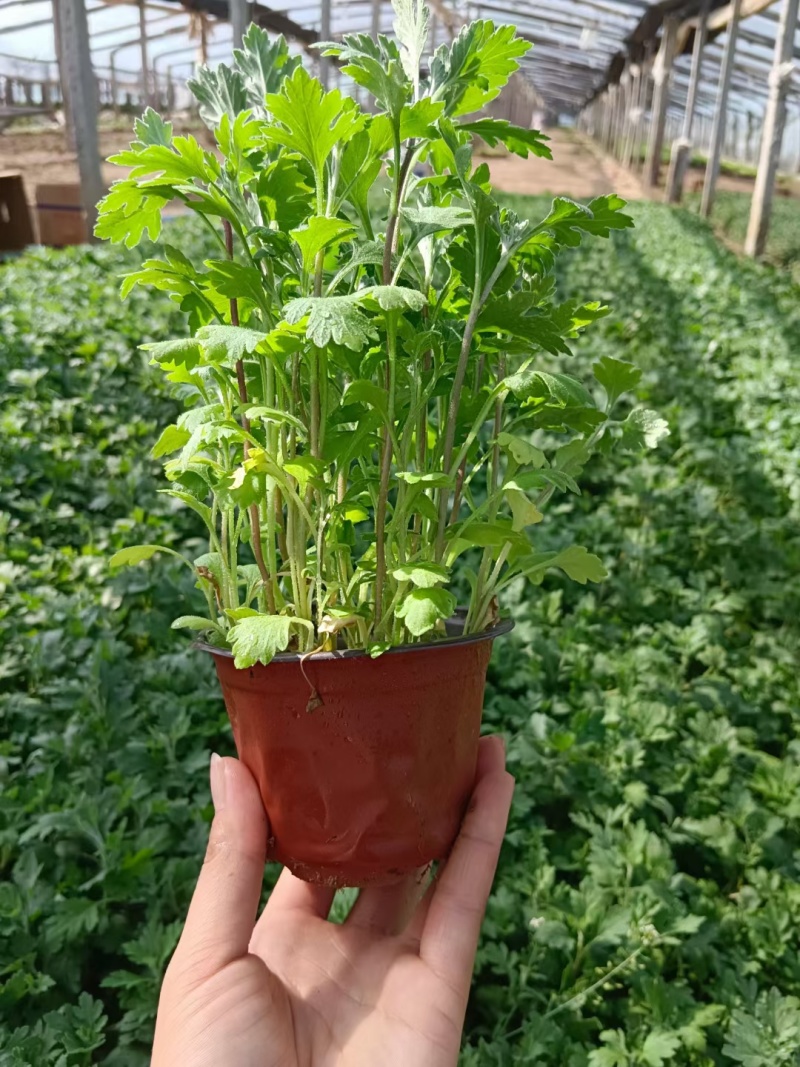 地被菊，基地直销，常年供应各种绿化苗木。