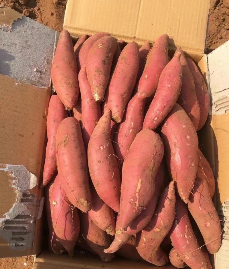 西瓜红蜜薯大量上市红心产地专业代发质量保证诚信服务