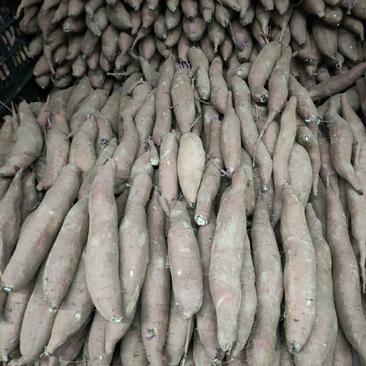 河北省衡水市饶阳县秦薯五号红薯，大量有货，质量好。