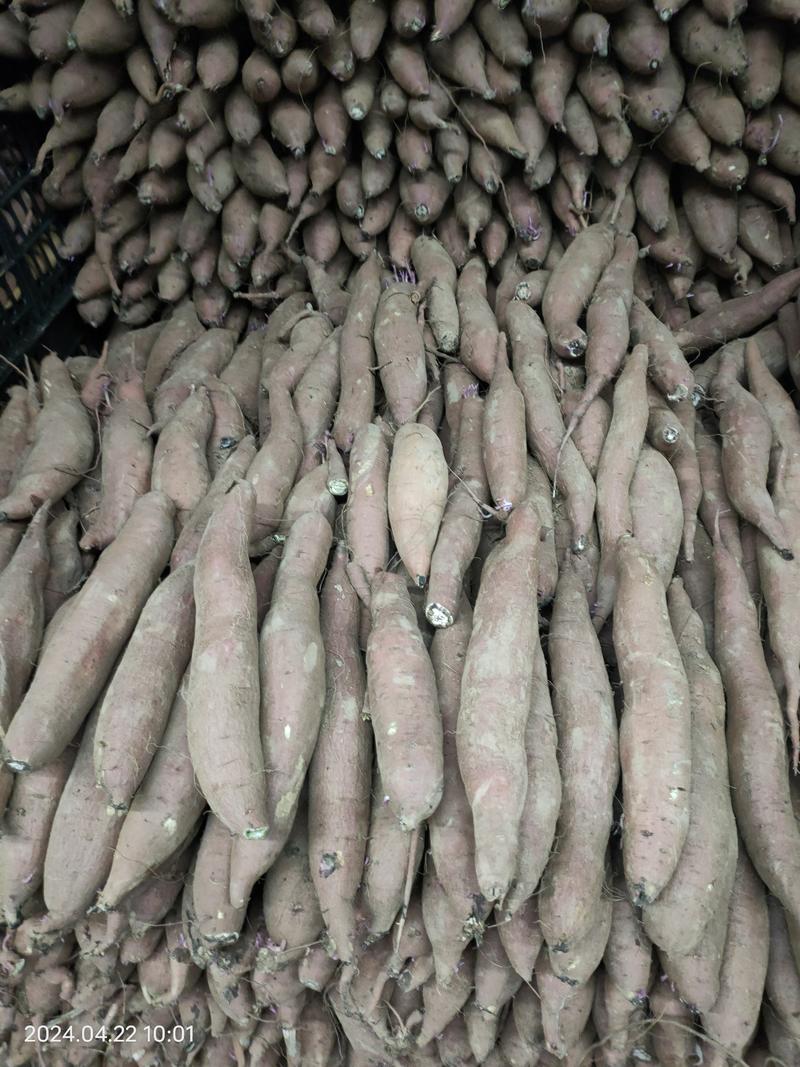河北省衡水市饶阳县秦薯五号红薯，大量有货，质量好。