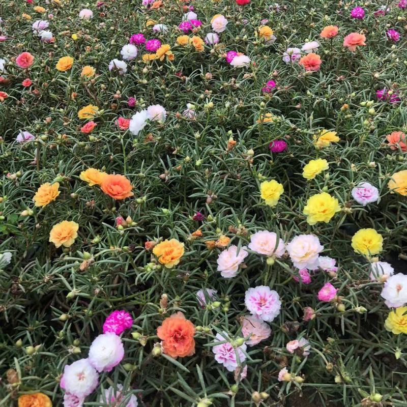 太阳花
