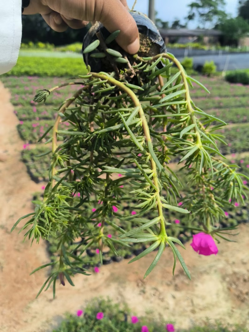 太阳花