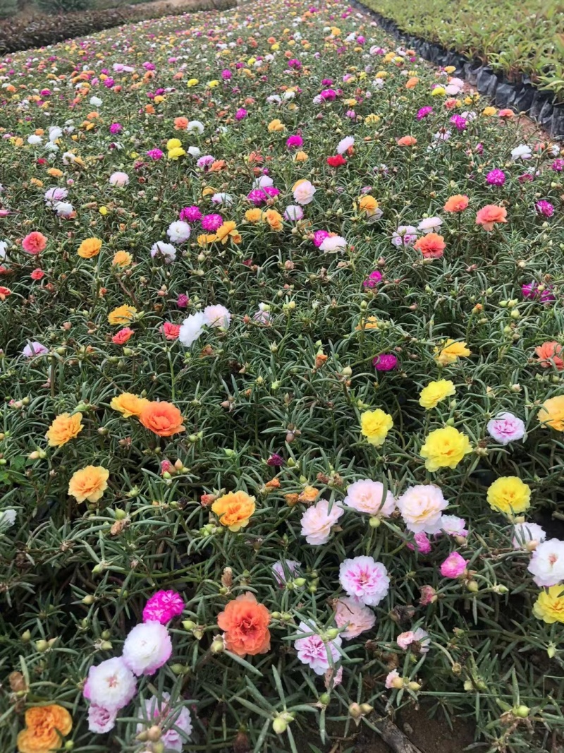 太阳花